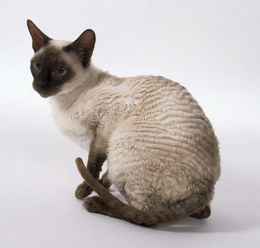 Devonshire Rex